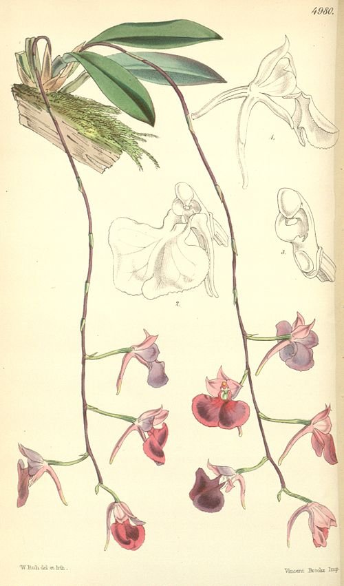 Comparettia falcata orchidee met witte bloemen en groene bladeren.