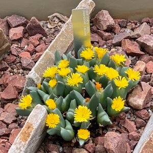 Conophytum succulent met groene bladeren en witte bloemen, gekweekt in Royal Botanic Gardens Kew.