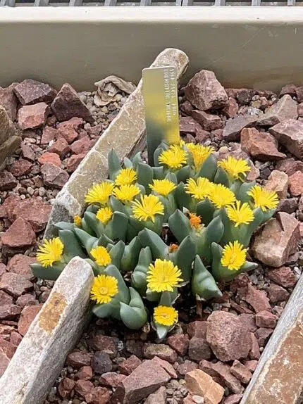 Conophytum succulent met groene bladeren en witte bloemen, gekweekt in Royal Botanic Gardens Kew.