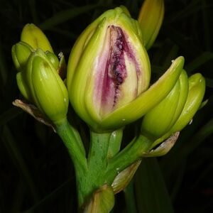 Groene en witte koffiemok met bloemen- en bladerendecoraties.