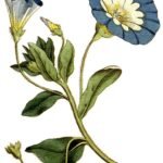 Convolvulus (morgenroem) bloemen in blauw, wit en geel.
