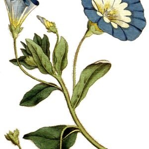 Convolvulus (morgenroem) bloemen in blauw, wit en geel.