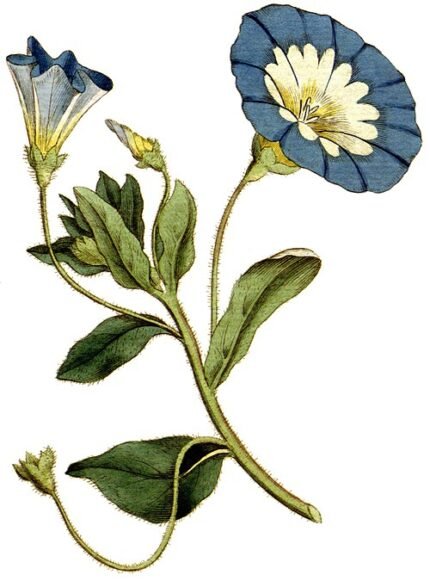 Convolvulus (morgenroem) bloemen in blauw, wit en geel.