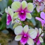 Purple Cooktownia orchid flowers with delicate petals and green leaves.
