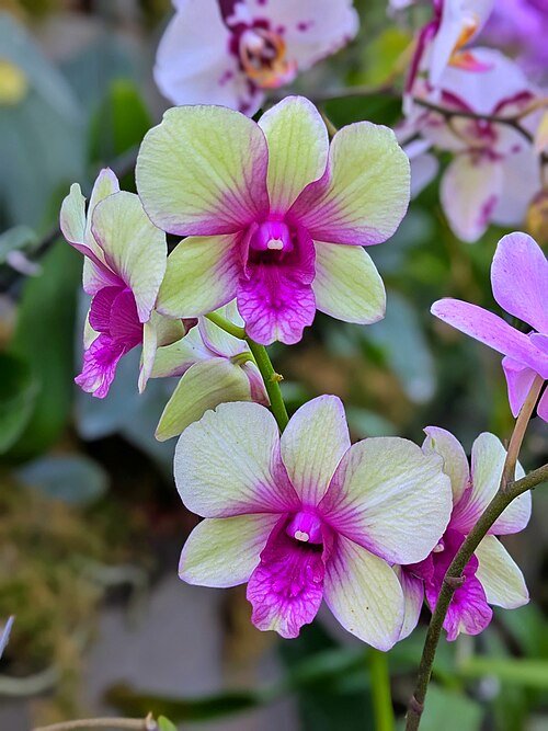 Purple Cooktownia orchid flowers with delicate petals and green leaves.