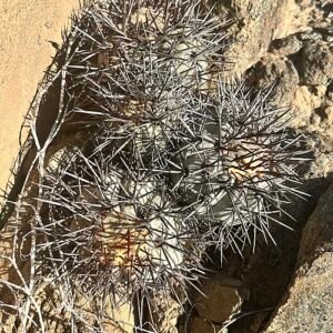 Copiapoa atacamensis cactus met heldergroene stekels en compacte vorm.