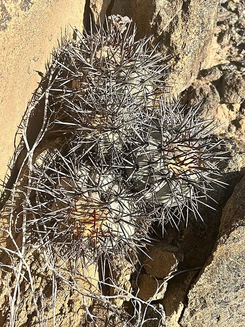 Copiapoa atacamensis cactus met heldergroene stekels en compacte vorm.