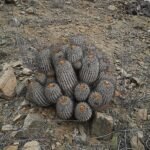 Copiapoa gigantea cactus met meerdere groene bolvormige stelen en lange doornen.