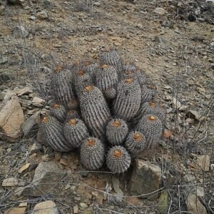 Copiapoa gigantea cactus met meerdere groene bolvormige stelen en lange doornen.