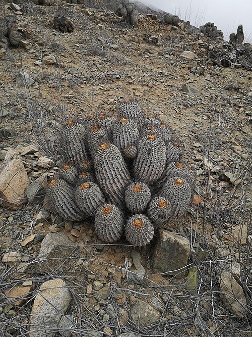 Copiapoa gigantea cactus met meerdere groene bolvormige stelen en lange doornen.
