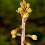 Corallorhiza bentleyi orchidee bloem op houten achtergrond.
