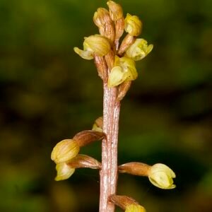 Corallorhiza bentleyi orchidee bloem op houten achtergrond.
