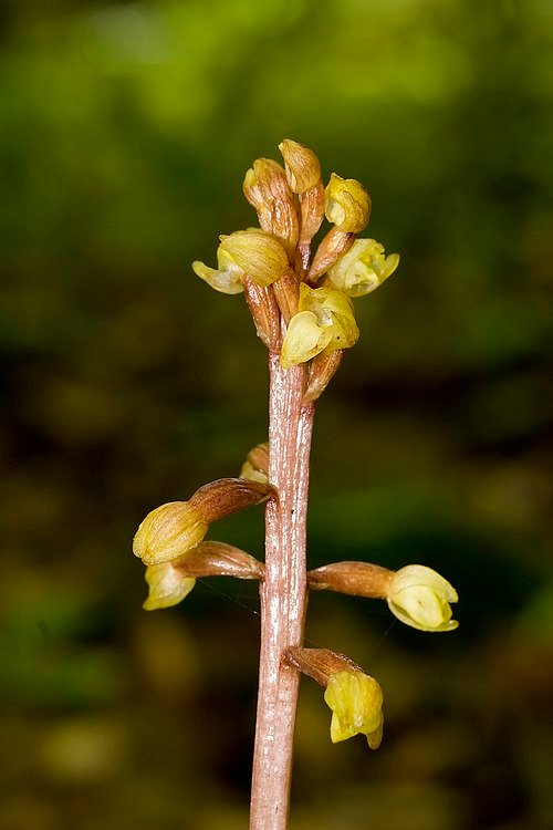 Corallorhiza bentleyi orchidee bloem op houten achtergrond.