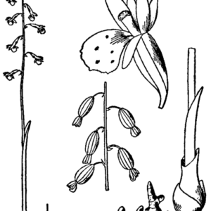 Bloeiende Corallorhiza odontorhiza orchidee in natuurlijke habitat.