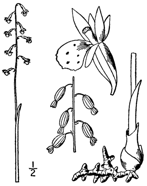 Bloeiende Corallorhiza odontorhiza orchidee in natuurlijke habitat.