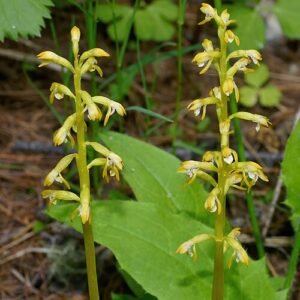 Koraalwortelbloemen in witte en roze tinten op natuurlijke achtergrond.