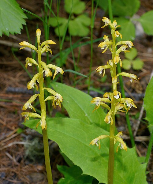 Koraalwortelbloemen in witte en roze tinten op natuurlijke achtergrond.