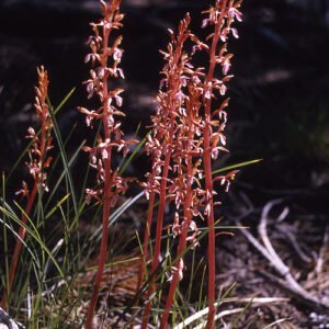 Rare Corallorhiza mertensiana orchid with light pink flowers and green leaves in woodland setting.