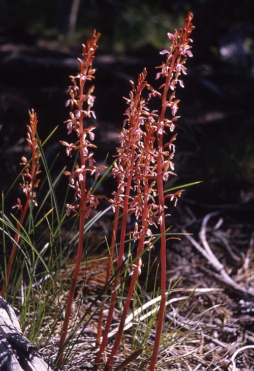 Rare Corallorhiza mertensiana orchid with light pink flowers and green leaves in woodland setting.