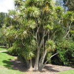 Cordyline australis plant in kleigrond en schaduwrijke standplaats.
