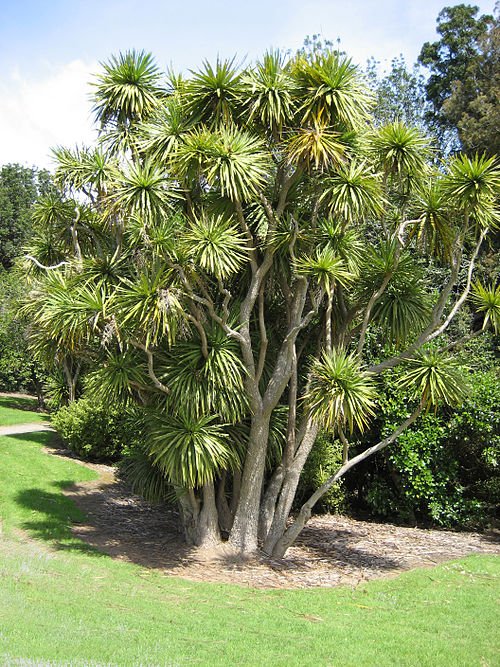Cordyline australis plant in kleigrond en schaduwrijke standplaats.