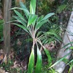 Cordyline cannifolia plant with green leaves and red edges.