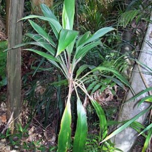 Cordyline cannifolia plant with green leaves and red edges.