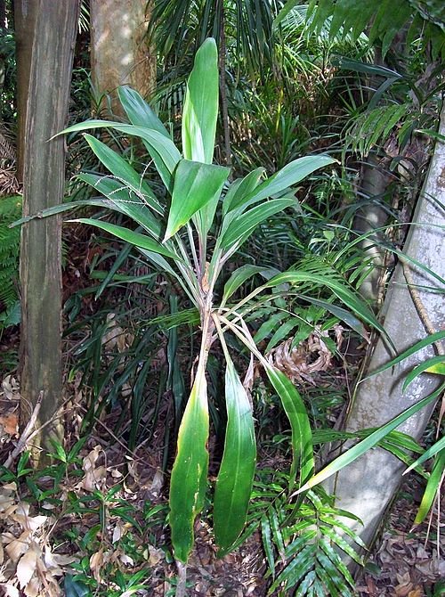 Cordyline cannifolia plant with green leaves and red edges.