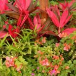 Cordyline fruticosa plant with vibrant green and pink leaves.