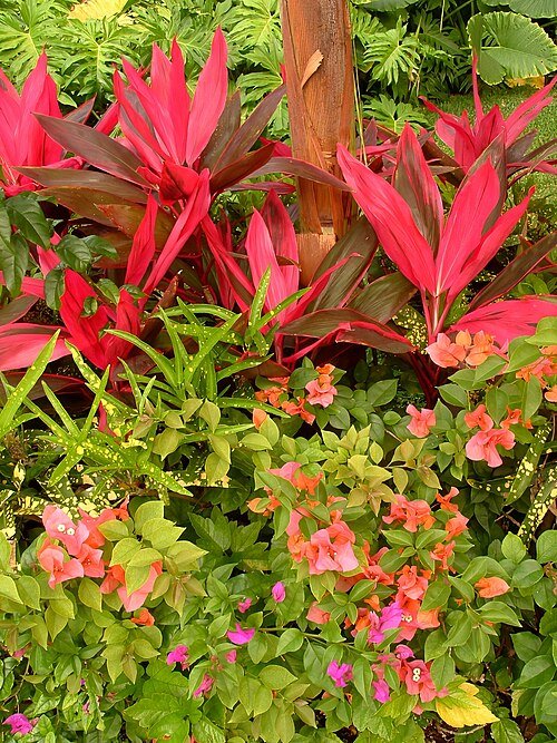 Cordyline fruticosa plant with vibrant green and pink leaves.
