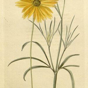 Coreopsis (tintinnabulum) bloemen in volle bloei.