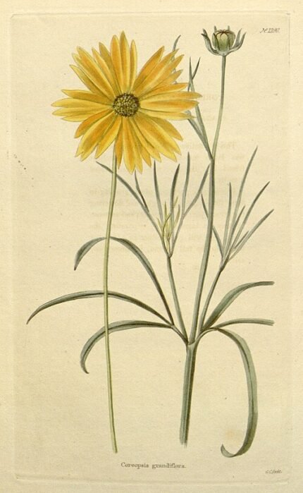 Coreopsis (tintinnabulum) bloemen in volle bloei.