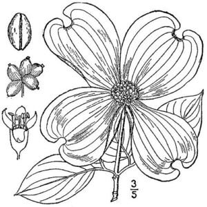 Line-tekening van bloeiende Cornus florida, in zwart-wit van USDA Plants Database.