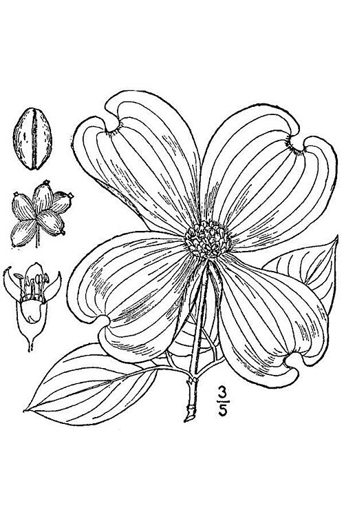 Line-tekening van bloeiende Cornus florida, in zwart-wit van USDA Plants Database.