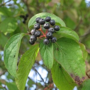 Kornoelje struik met rode bladeren en takken tegen een groene achtergrond.