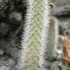 Yellow-flowered Corryocactus apiciflorus cactus with green spines on grey background.
