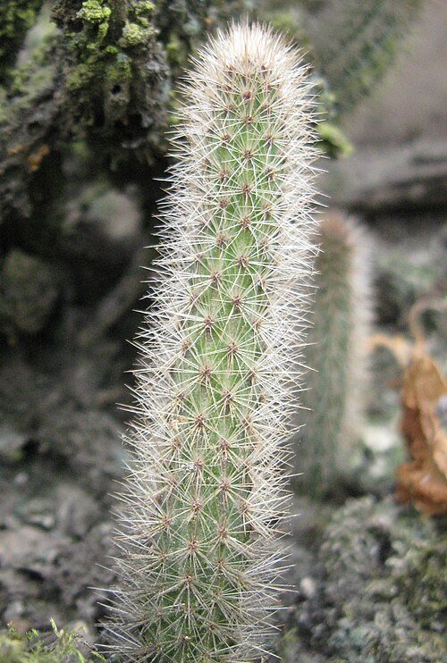Yellow-flowered Corryocactus apiciflorus cactus with green spines on grey background.
