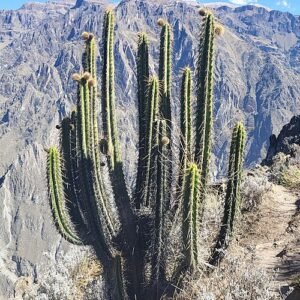 Corryocactus brevistylus plant met korte stekels in een woestijnomgeving.