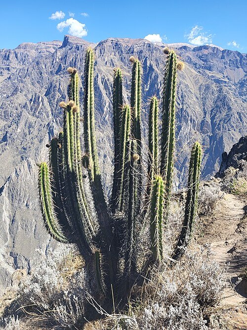 Corryocactus brevistylus plant met korte stekels in een woestijnomgeving.