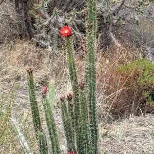 Corryocactus erectus plant met groene stengels en rode bloemen in pot.