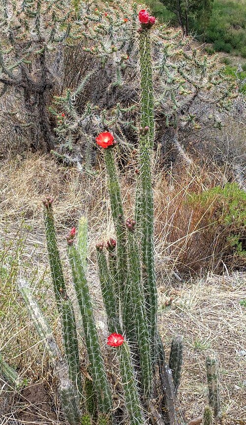 Corryocactus erectus plant met groene stengels en rode bloemen in pot.