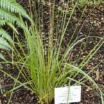 Austroderia richardii met lange groene bladeren en pluizige bloeiaren.