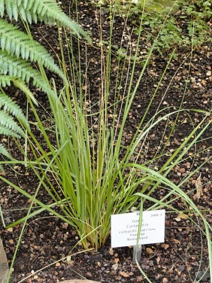 Austroderia richardii met lange groene bladeren en pluizige bloeiaren.
