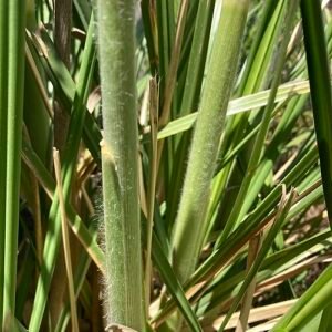 Pampasgras pluimen op natuurlijke achtergrond, winterhard en goed doorlatende grond.