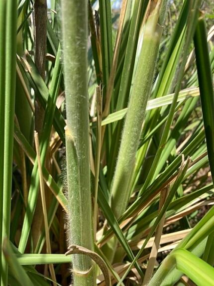 Pampasgras pluimen op natuurlijke achtergrond, winterhard en goed doorlatende grond.