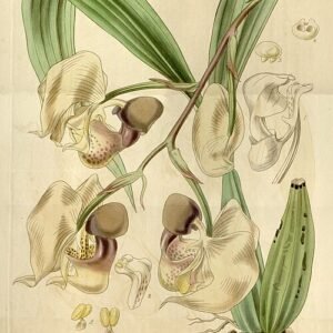 Coryanthes maculata orchidee met unieke bloemtekening en gele accenten.