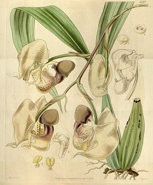 Coryanthes maculata orchidee met unieke bloemtekening en gele accenten.
