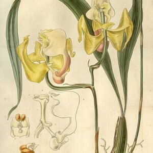 Gele en bruine Coryanthes speciosa orchidee bloem met groen lipje.