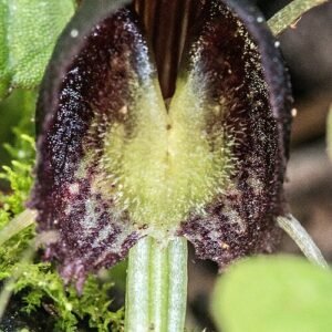 Purple and white Corybas orchid flower against a green background.