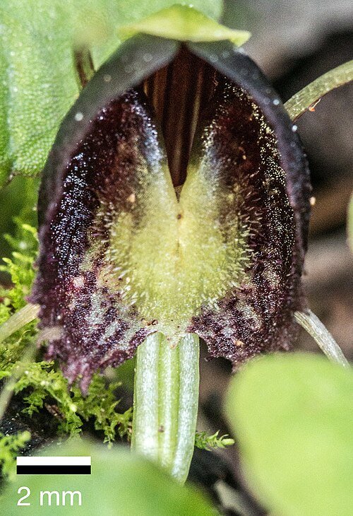 Purple and white Corybas orchid flower against a green background.